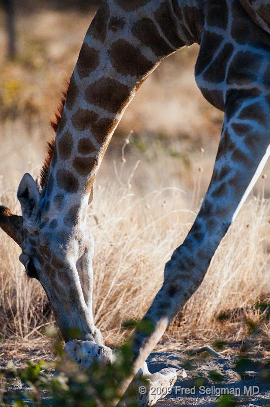 20090609_173940 D300 X1.jpg - Giraffes can live in arid places since they are able to live without much water for relatively long periods